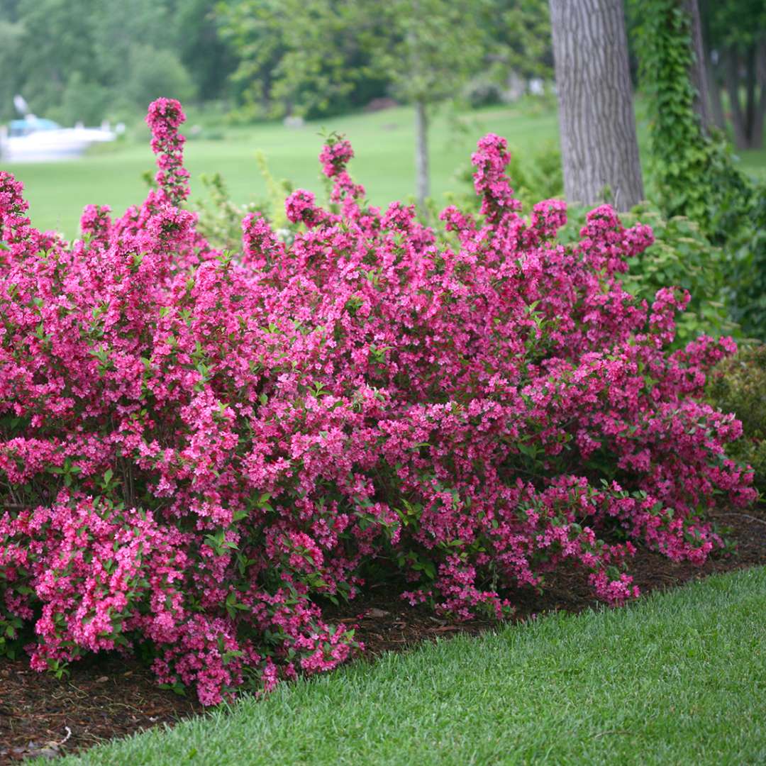 Sonic Bloom Pink weigela in full bloom in the landscape